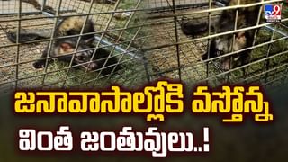 వీడిన బర్డ్ ఫ్లూ భయం.. చికెన్‌ షాపుల దగ్గర భారీగా క్యూ