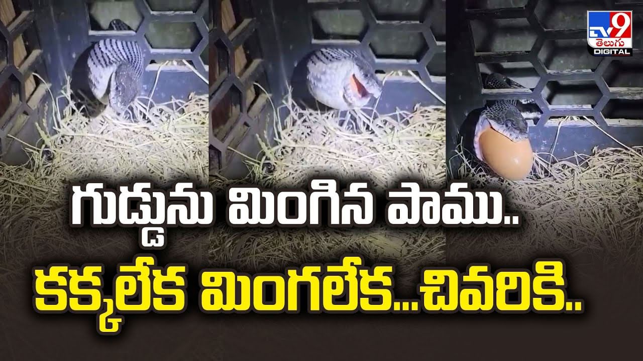 గుడ్డును మింగిన పాము.. కక్కలేక మింగలేక...చివరికి.. వీడియో
