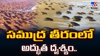 పంటి నొప్పితో ఆస్పత్రికొచ్చి ప్రాణాలు కోల్పోయింది.. డాక్టర్లు CT స్కాన్ చేయగా