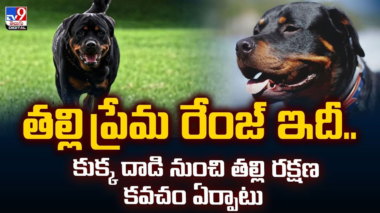 తల్లి ప్రేమ రేంజ్ ఇదీ.. కుక్క దాడి నుంచి తల్లి రక్షణ కవచం ఏర్పాటు వీడియో