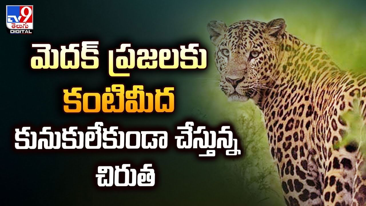 మెదక్‌ ప్రజలకు కంటిమీద కునుకులేకుండా చేస్తున్న చిరుత వీడియో