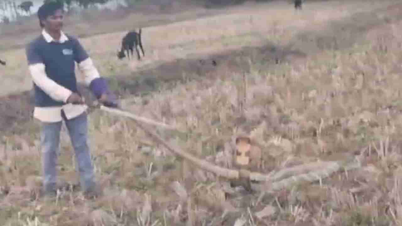 Watch: పొలం పనుల్లో రైతులు.. పొదల మాటున వింత శబ్ధాలు.. తీరా చూస్తే..!