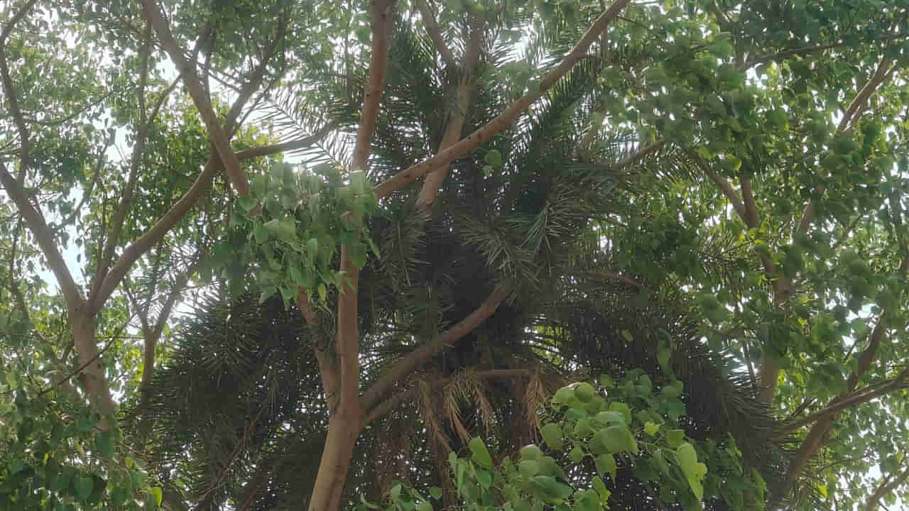 Telangana: బ్రహ్మంగారు చెప్పిన మాటలు నిజమేనేమో..! ఈ చిత్రం చూశారా..?