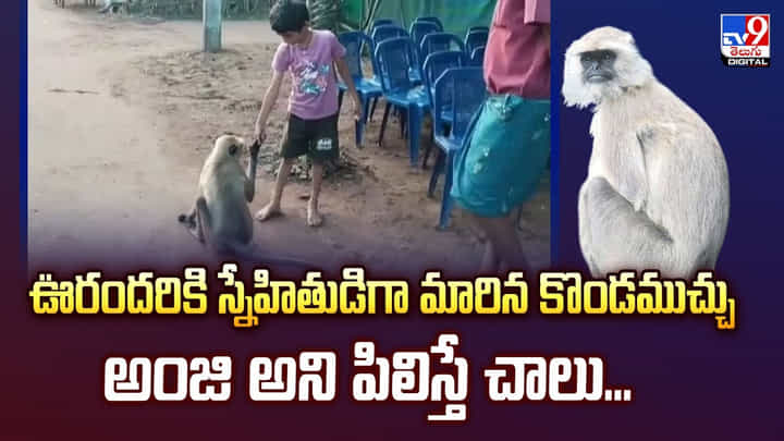 ఊరందరికి స్నేహితుడిగా మారిన కొండముచ్చు.. వీడియో ఊరందరికి స్నేహితుడిగా మారిన కొండముచ్చు.. వీడియో