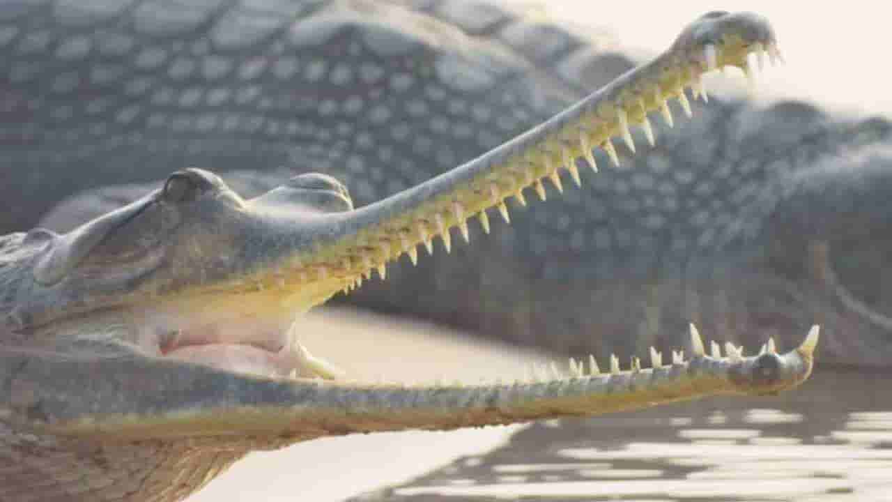 అయ్యో పాపం.. పెంపుడు కుక్క కోసం మొసలితో ఫైట్‌ చేసిన యువతి.. చివరకు ఏమైందంటే..