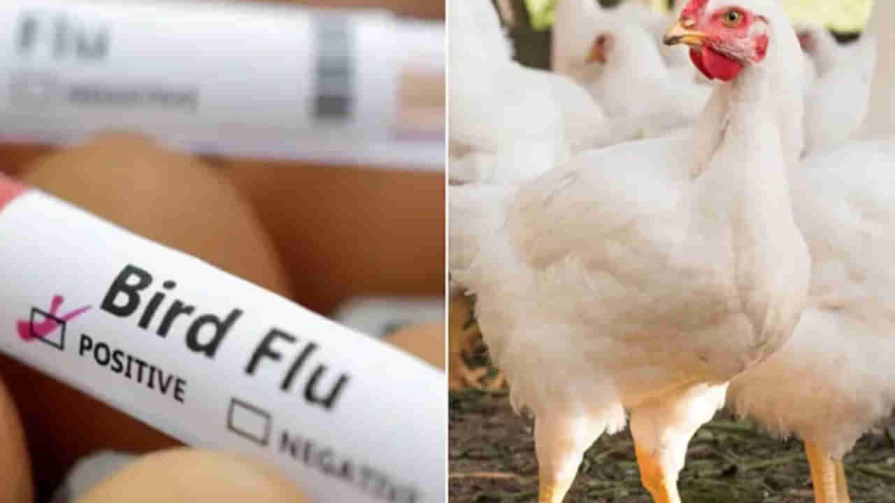 Bird Flu : బాబోయ్‌ బర్డ్‌ఫ్లూ.. హైదరాబాద్‌ నగరంలోకి అడుగుపెట్టేసింది..! వేల కోళ్లు మృత్యువాత..