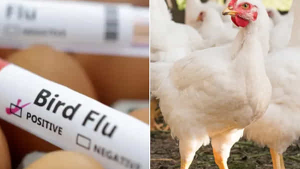 Bird Flu : బాబోయ్ బర్డ్ఫ్లూ.. హైదరాబాద్ నగరంలోకి అడుగుపెట్టేసింది..! వేల కోళ్లు మృత్యువాత..