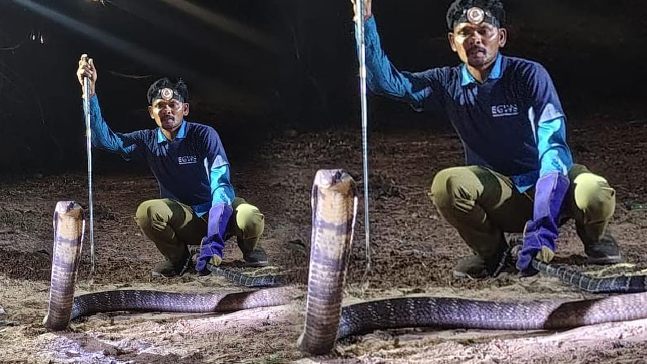 AP News: నడిరోడ్డుపై పడగవిప్పిన 16 అడుగుల గిరినాగు.. అమ్మబాబోయ్.! చూస్తే గుండె గుభేల్