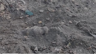 AP News: నడిరోడ్డుపై పడగవిప్పిన 16 అడుగుల గిరినాగు.. అమ్మబాబోయ్.! చూస్తే గుండె గుభేల్