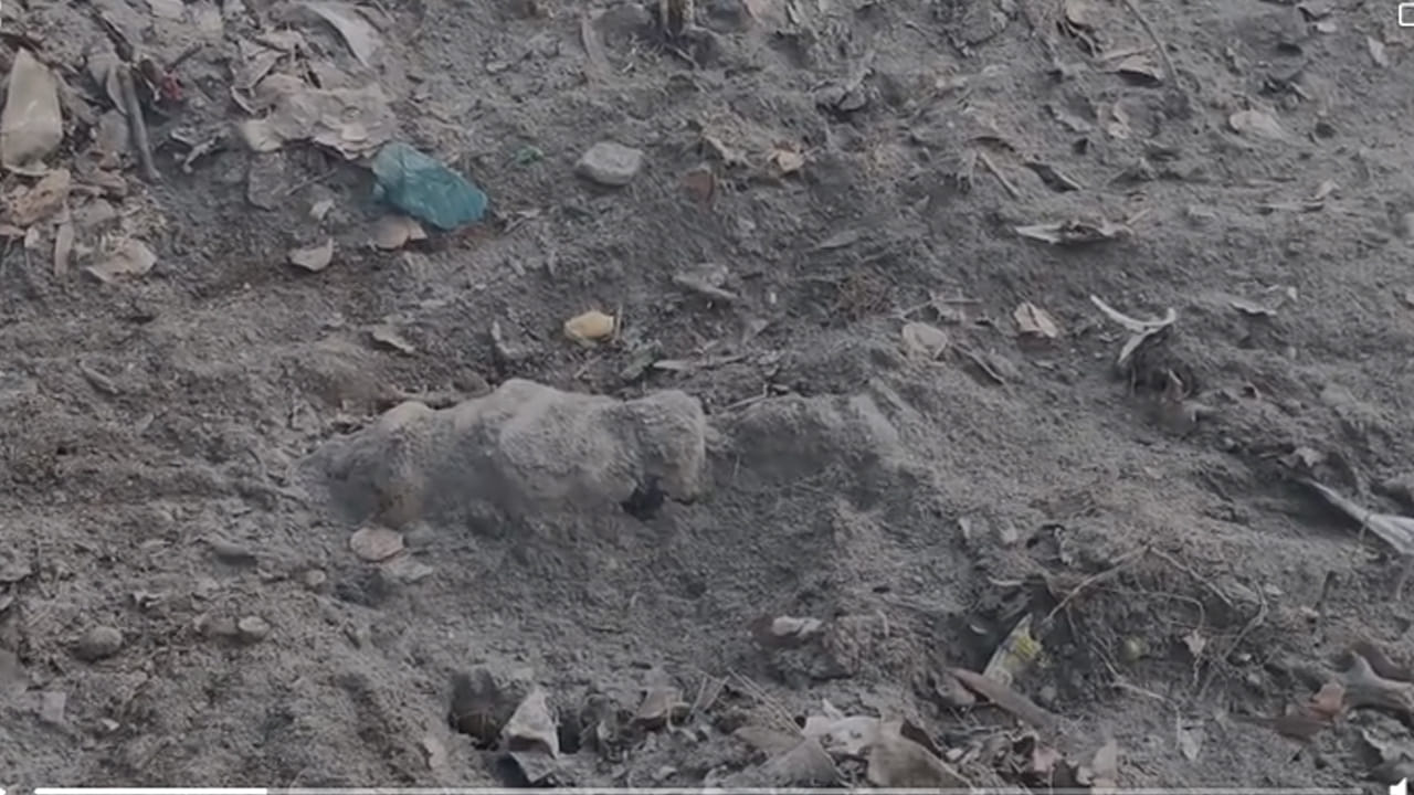 Telangana: అడవి సమీపాన సేద తీరుతుండగా.. మట్టిలో కనిపించిన నల్లటి ఆకారం.. తవ్వి చూడగా