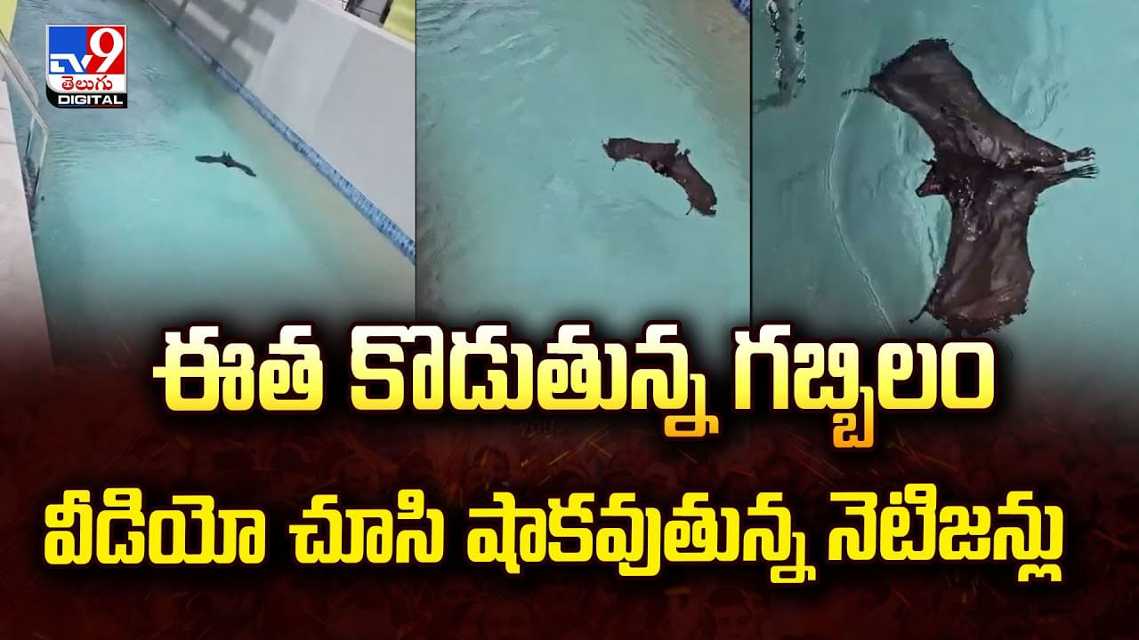 ఈత కొడుతున్న గబ్బిలం.. వీడియో చూసి షాకవుతున్న నెటిజన్లు