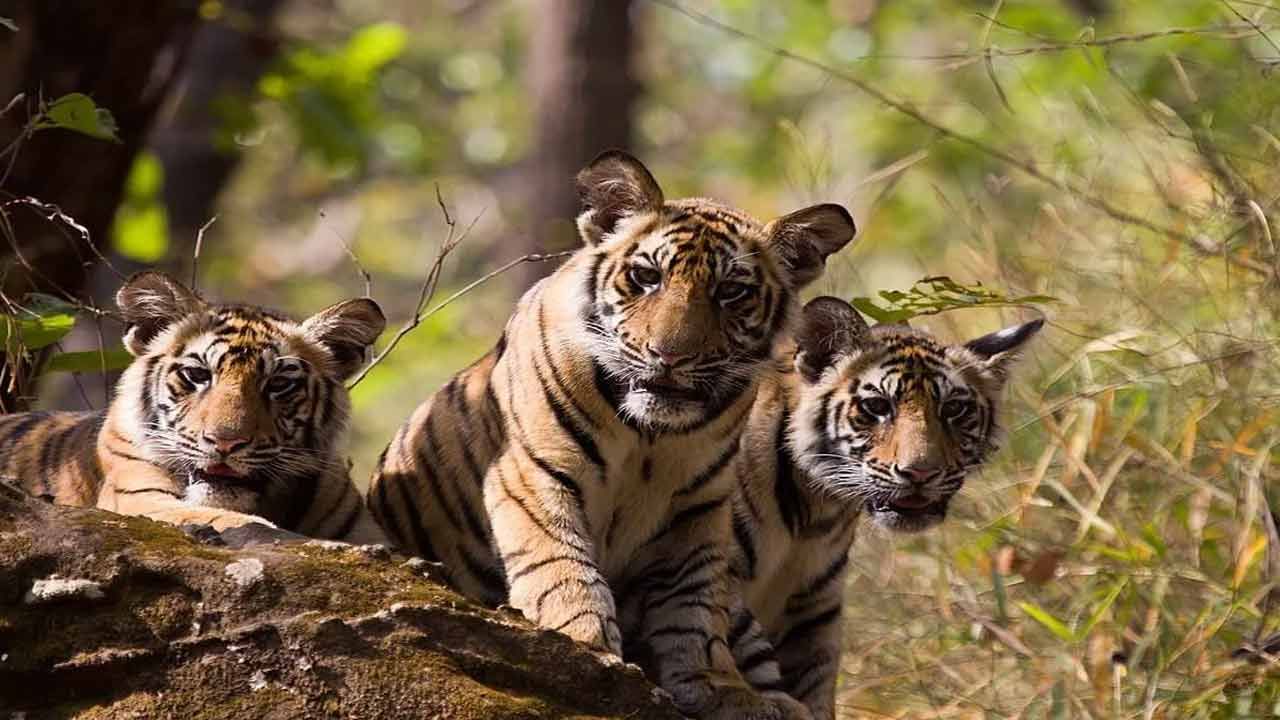 పిల్లులు కాదురోయ్.. పులులు అక్కడ.! బాబోయ్.. ఈ ముసలోడు మహా మొరుటోడు.. విషయం తెలిస్తే..
