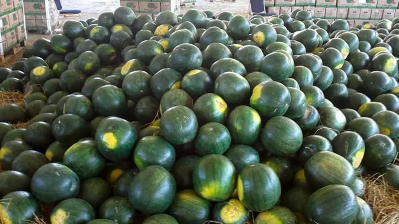 Watermelon Secrets: కోయకుండానే తీపిగా ఉన్న ఎర్రటి పుచ్చకాయను కొనండి..! ఎలానో తెలుసా..?