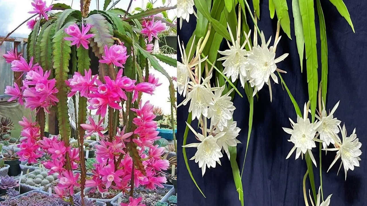 Brahma Kamalam: వైట్, పింక్ కలర్ లో వికసిస్తూ పర్యాటకులను ఆకర్షిస్తోన్న బ్రహ్మ కమలం పువ్వులు..