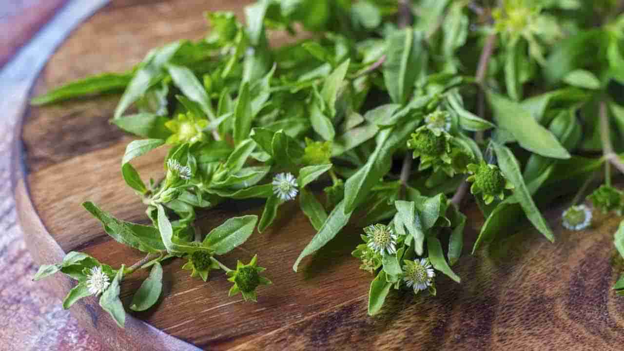 White Hair Turn Black: తెల్ల జుట్టుకు శాశ్వతంగా చెక్ పెట్టే అద్భుత మూలిక.. జుట్టు ఒత్తుగా, పొడవుగా పెరుగుతుంది..!