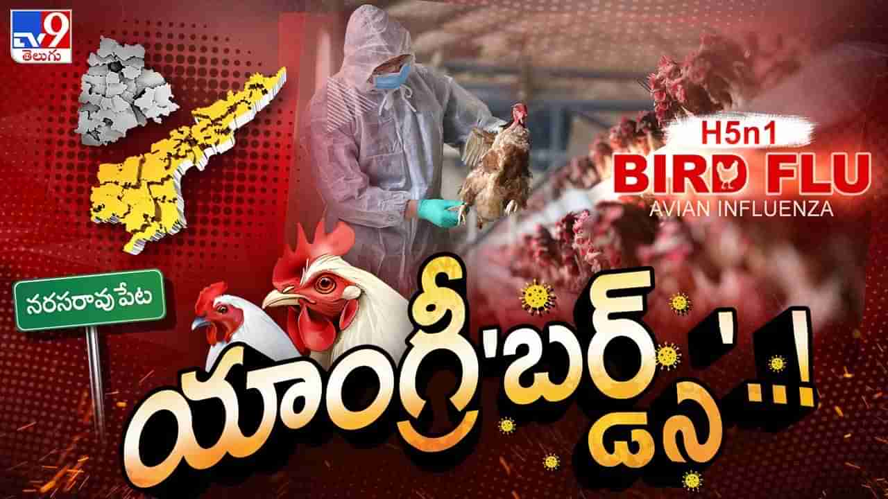 వైరస్ కోళ్లకేనా.. మనకు కూడానా? చిన్నారి మృతికి బర్డ్ఫ్లూతో లింక్ ఉందా?