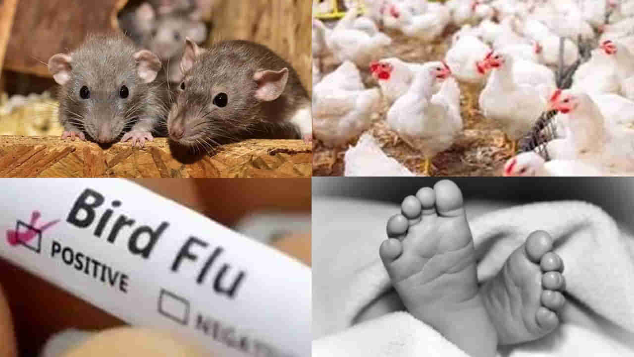 బర్డ్ ఫ్లూతో బాలిక మృతి.. ఎలుకలు కూడా కారణం అంటున్న వైద్య నిపుణులు!