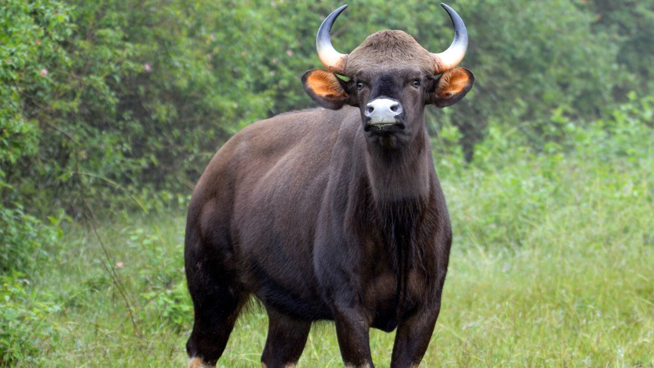 Bison