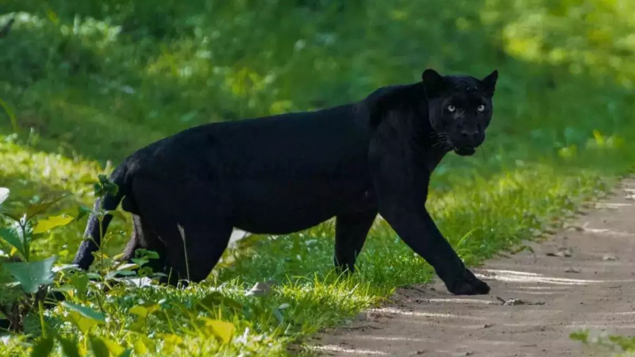 కర్ణాటక కాబిని (Kabini) అడవుల్లో నల్లటి పెద్ద పులులు (Black panther) ఉంటాయి. వాటిని అడవి దెయ్యం అని కూడా అంటారు. అవి నల్లగా ఉండటం వల్ల నీడల్లో కలిసిపోయినట్టు ఉంటాయి. అందుకే వాటిని చూడడానికి వన్యప్రాణుల ప్రేమికులు ఎక్కువగా ఆసక్తి చూపుతారు. ఇక్కడ చిరుతలు, ఏనుగులు, వైల్డ్ డాగ్స్ కూడా మీరు చూడొచ్చు. 