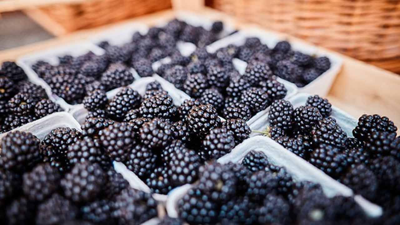 ప్రతి రోజు గుప్పెడు బ్లాక్ బెర్రీస్ తింటే ఏమవుతుందో తెలుసా..? డయాబెటీస్‌ ఉన్న వారికి..