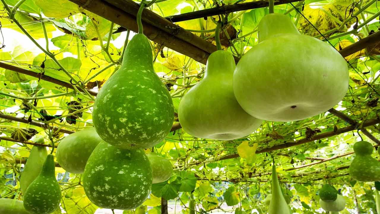 సొరకాయలో 90 శాతం నీరు ఉంటుంది. దీంతో ఎప్పుడూ హైడ్రేట్‌గా ఉండొచ్చు. వేసవి కాలంలో సొరకాయ రసం తాగితే డీహైడ్రేషన్ సమస్య రాదు. అలాగే, శరీరంలోని మలినాలు అన్నీ బయిటకు పోతాయి. బాడీ డీటాక్సిఫికేషన్ కోసం సొరకాయ జ్యూస్‌ తాగడం ఉత్తమం అంటున్నారు నిపుణులు. 