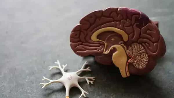 Brain Aging: లేత వయసులోనే మెదడుకి వృద్ధాప్యం.. కారణం ఇదేనట!