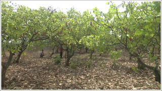 Gongura Chicken Biryani: గోంగూర చికెన్ బిర్యానీ అంటే ఇష్టమా.? ఎలా తయారుచేయాలంటే.?
