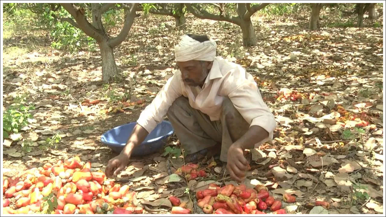 బీదర్ జిల్లాలోని రైతులు మైదానాల బంజరు భూమిలో జీడిపప్పు పంటను పండించడం ద్వారా విజయం సాధించారు. జిల్లాలో సుమారు 400 హెక్టార్ల విస్తీర్ణంలో జీడి చెట్లను నాటిన రైతులు మంచి లాభాలను ఆశిస్తున్నారు. ఒకప్పుడు మల్నాటి ప్రాంతానికే పరిమితమైన జీడిపంట ఇప్పుడు బీదర్ జిల్లాకు చేరుకుని రైతులకు డబ్బు సంపాదించే యంత్రంగా మారింది.
