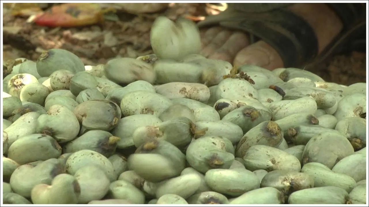 ఉద్యానవన శాఖ మార్గదర్శకాల ప్రకారం జీరో ఇన్వెస్ట్మెంట్తో పండించిన జీడిపప్పు పంటల నుండి రైతులు సాంప్రదాయ పంటలతో సమానమైన ఆదాయాన్ని పొందుతున్నారు. చిత్తడి నేలలు కలిపిన ఎర్రమట్టి నేల కలిగిన బీదర్ జిల్లాలోని రైతులు తమ భూమిలో జీడిపప్పు చెట్లు విస్తారంగా పెరుగుతున్నాయని, అంచనాలకు మించి ఆదాయం వస్తున్నట్లు గమనిస్తున్నారు.