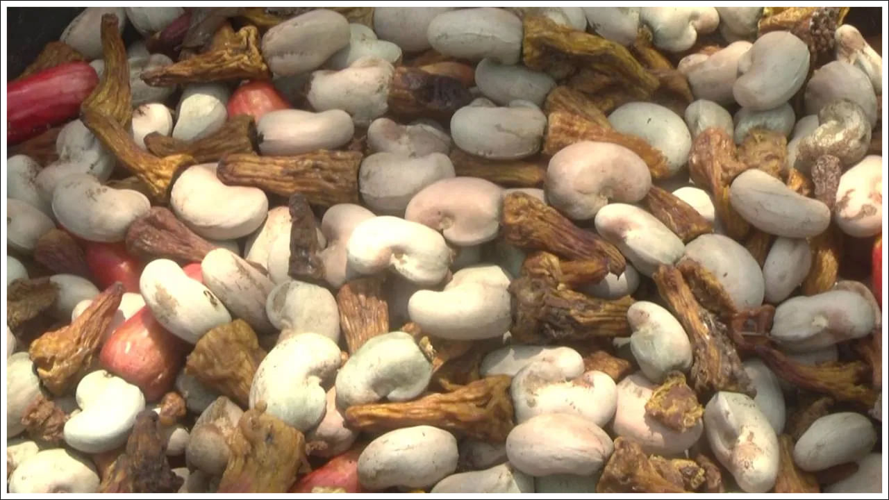 బీదర్ జిల్లాలో, జీడిపప్పు చెట్లను ఎక్కువగా భాల్కి, బీదర్ తాలూకాలలో నాటుతారు. భాల్కి తాలూకాలోని మలచాపూర్ గ్రామంలోనే 10 హెక్టార్లకు పైగా జీడిపప్పు చెట్లను నాటారు. ప్రజలు దాని నుండి ప్రయోజనం పొందుతున్నారు. బీదర్ జిల్లా వాతావరణాన్ని దృష్టిలో ఉంచుకుని జీడిపప్పు చెట్లను నాటడం వల్ల మంచి దిగుబడి వస్తుందని ఉద్యానవన శాఖ అధికారులు రైతులకు సూచించారు.