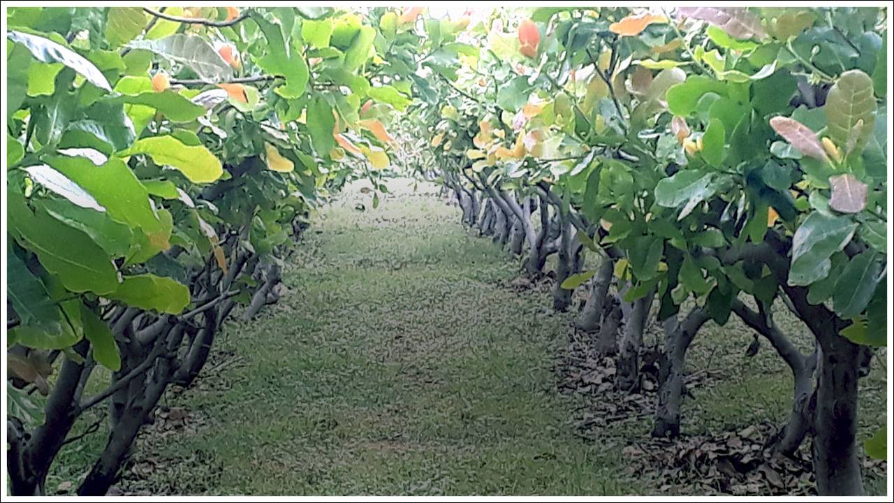 ఉత్తర కన్నడ జిల్లా నుండి జీడిపప్పు విత్తనాలను తెచ్చి తమ బంజరు భూమిలో నాటిన తర్వాత, రైతులు ఇప్పుడు ప్రతి సంవత్సరం సాంప్రదాయ వార్షిక పంటల కంటే జీడిపప్పు నుండి ఎక్కువ ఆదాయాన్ని సంపాదిస్తున్నారు. బీదర్ జిల్లాలో జీడిపప్పు పండించడానికి సరైన వాతావరణం, అవసరమైన ఎర్ర నేల ఉన్నందున, జీడిపప్పు పండించి, జీవనోపాధి పొందవచ్చని ఉద్యానవన శాఖ అధికారులు రైతులకు సలహా ఇస్తున్నారు. జీడిపప్పు దిగుబడి ఎకరాకు 10-12 శాతం ఉంటుందని అంచనా. ఇంకా వారు గ్రామానికి వచ్చి వారు పండించిన జీడిపప్పులను కొనుగోలు చేస్తారు కాబట్టి, వారికి ఎటువంటి మార్కెట్ సమస్యలు ఉండవు. అందువల్ల జీడిపప్పు నుండి లాభం పొందుతున్నారు.