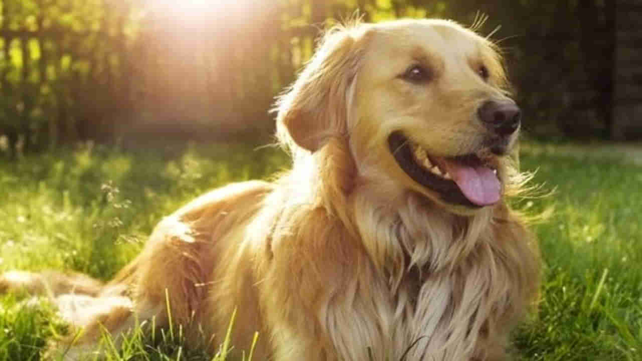 Chanakya Niti: విజయవంతమైన జీవితం కోసం మనుషులు కుక్కల నుంచి నేర్చుకోవాల్సిన లక్షణాలు ఇవే..