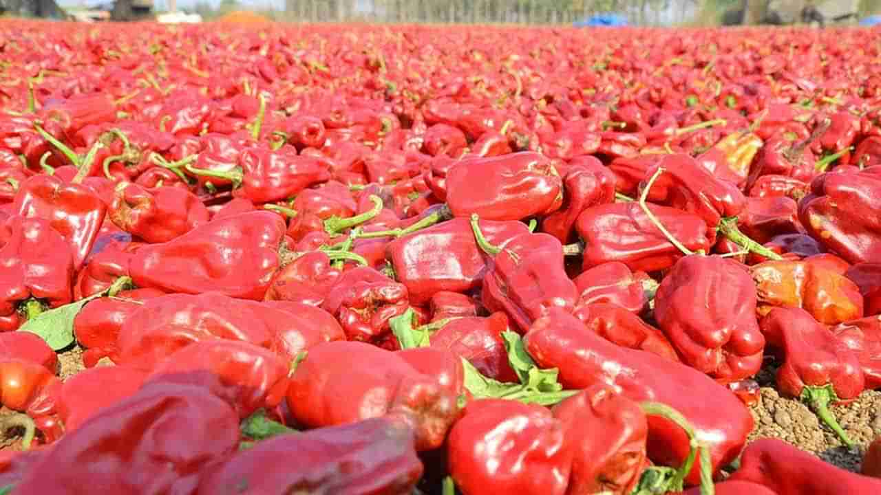 Warangal Chapata Chilli: వరంగల్ మిర్చికి అరుదైన ఘనత.. చపాటకు జీఐ ట్యాగ్..స్పెషల్ ఏంటంటే..