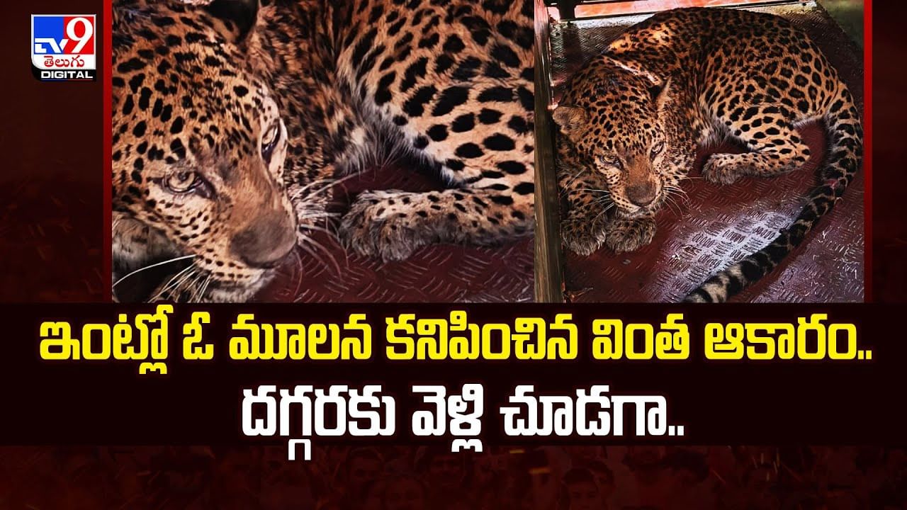 పాపం చిరుతకు ఎక్కడ దాక్కువాలో తెలియక.. ఏకంగా అక్కడ దాక్కుంది