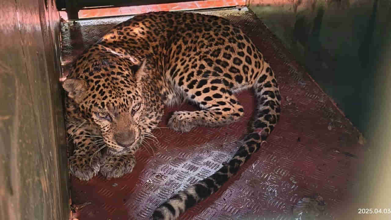 Video: ఉదయం నిద్ర లేవగానే ఇంటిలో దూరిన చిరుత పులి... వాళ్ల ధైర్యానికో దండంరా బాబు