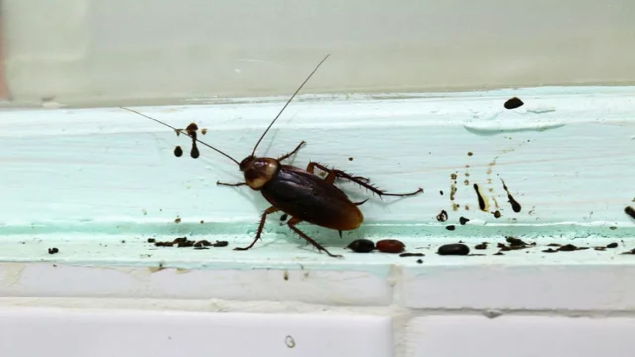 Cockroaches: బొద్దింకల నుంచి చీమల వరకు అన్నీ మాయం.. ఇంట్లో ఈ ఒక్కటీ ఉంటే చాలు