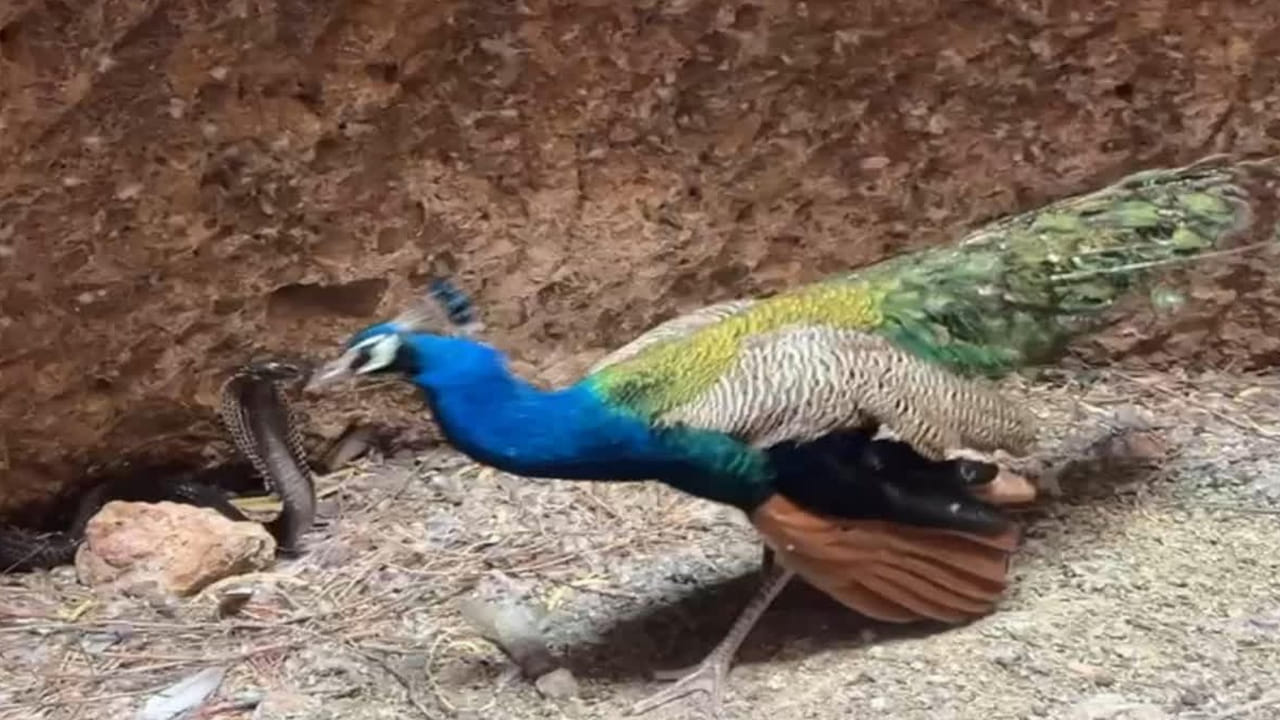 Peacock vs Cobra: 100 అడుగుల లోతున్న బావిలో నెమలి, తాచుపాము మధ్య బీకర ఫైట్