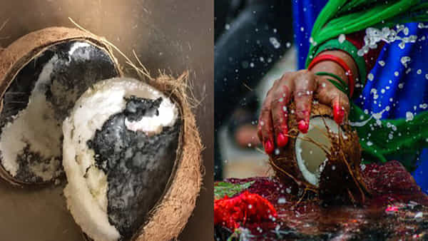 గుడిలో కొబ్బరికాయ పగలగొట్టినప్పుడు కుళ్ళిపోతే.. సంతోషించండి! ఎందుకో మీకు తెలుసా?