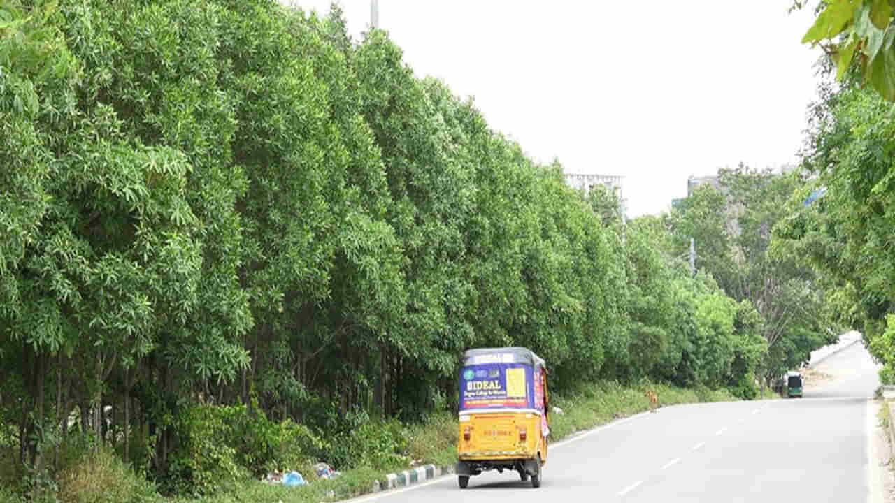 Conocarpus Trees: పిట్ట కూడా వాలని చెట్టు.. మొక్కే కదా అని పెంచితే..!