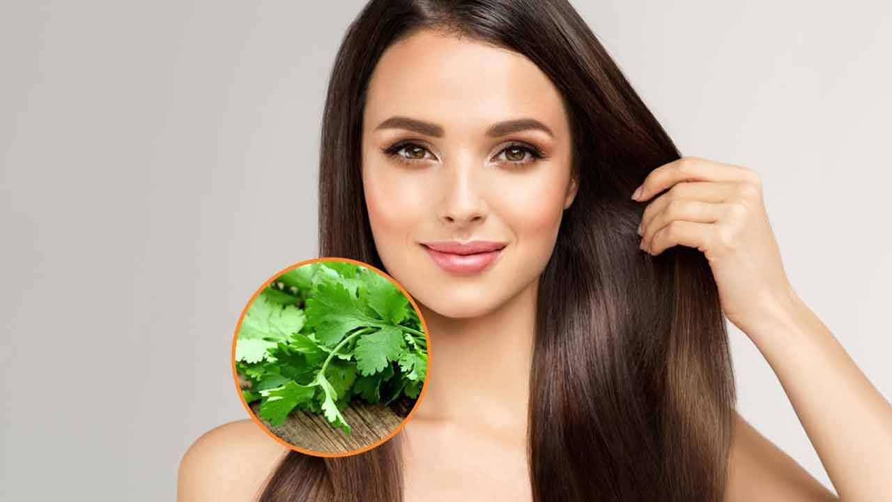 ఇందుకోసం కొంచెం తాజా కొత్తిమీరను రాత్రంతా నీటిలో నానబెట్టుకోవాలి. ఉదయం ఆ నీటిని వడకట్టాలి. ఇప్పుడు ఈ నీటిని షాంపూ చేసిన తర్వాత కండిషనర్ లా తలకు పట్టించుకోవాలి. తలలో సున్నితంగా రాసి మసాజ్ చేయాలి. వారానికి రెండుసార్లు ఇలా చేస్తూ ఉంటే జుట్టు సమస్యలు తీరిపోయి జుట్టు ఒత్తుగా, పొడుగ్గా పెరుగుతుంది.