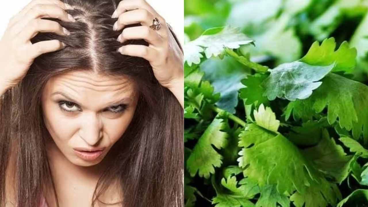 కొత్తిమీరలో జుట్టు ఆరోగ్యానికి మేలు చేసే ఎన్నో గుణాలు ఉన్నాయి. ఇందులో యాంటీ ఆక్సిడెంట్స్, విటమిన్స్ జుట్టు కుదుళ్లని బలంగా చేస్తాయి. జుట్టు రాలడాన్ని తగ్గిస్తాయి. కొత్తిమీరు నీరు స్కాల్ప్‌ని క్లీన్ చేస్తుంది. 