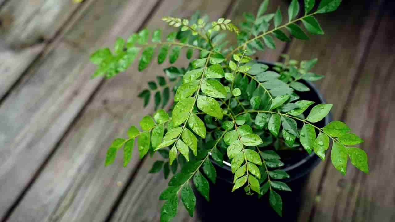 Curry Leaves Benefits: షుగర్ పేషెంట్లు ఈ ఆకులు తింటే ఆరోగ్యానికి ఎంత మంచిదో తెలుసా..?