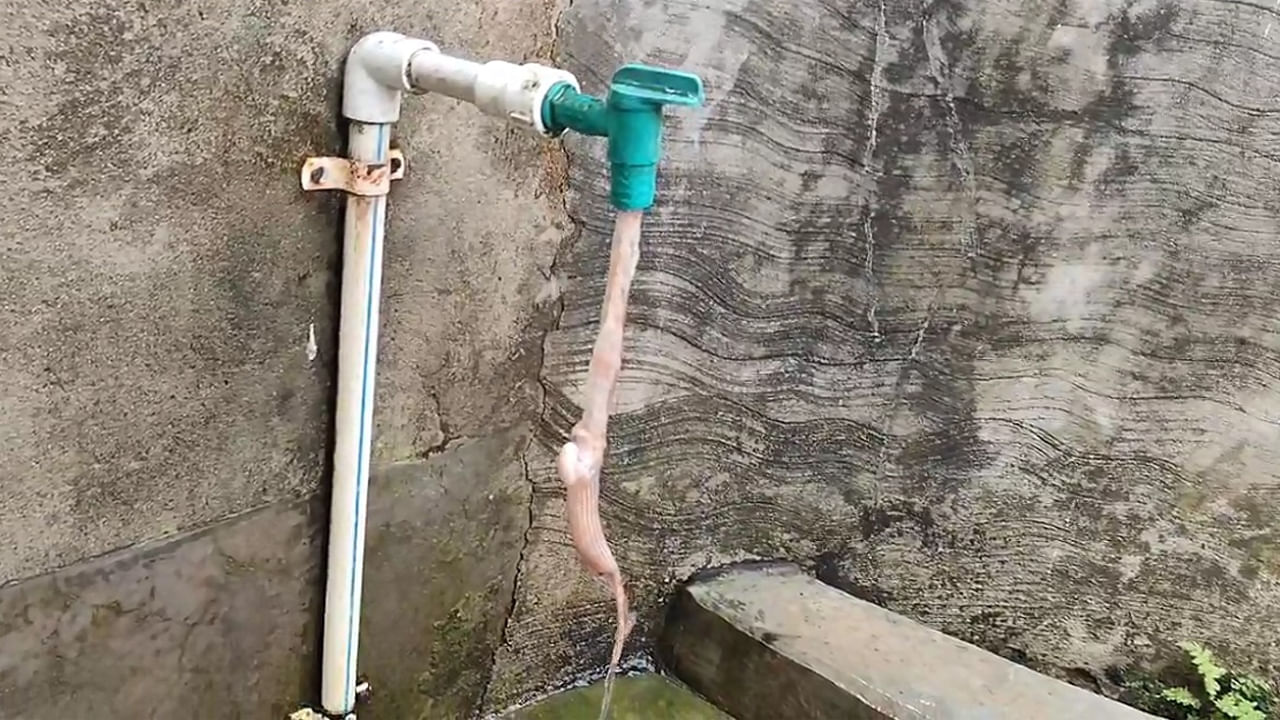 Viral: ట్యాప్ తిప్పినా నల్లా నుంచి నీళ్లు రావట్లే.. ఏమైంది అని చూడగా.. అమ్మ బాబోయ్..