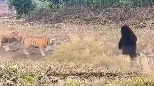 Viral Video: పెద్దపులికే ఝలక్ ఇచ్చిన ఎలుగుబంటి... వీడియో చూసి నెటిజన్స్ ఫిదా!