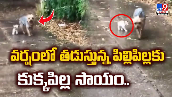 వర్షంలో తడుస్తున్న పిల్లిపిల్లకు.. కుక్కపిల్ల సాయం.. వర్షంలో తడుస్తున్న పిల్లిపిల్లకు.. కుక్కపిల్ల సాయం..