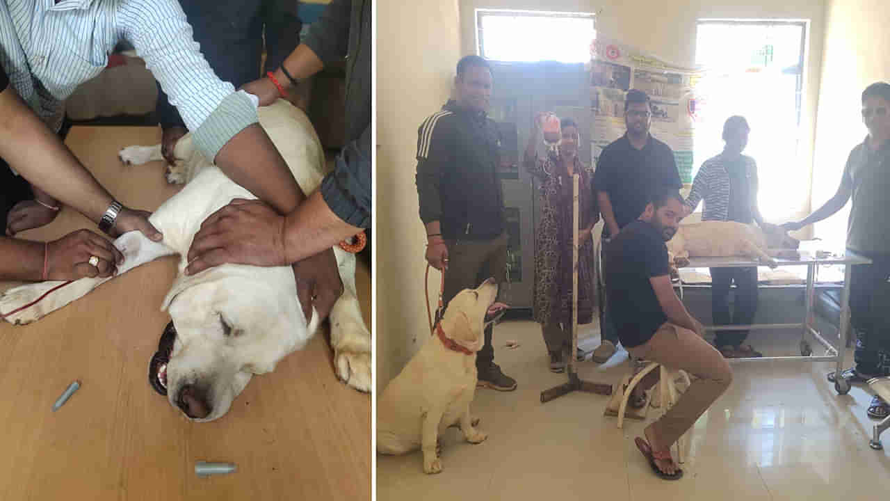 Viral News: రక్తదానంతో  ఆడ కుక్కకు ప్రాణం పోసిన మరో శునకం... మూగ భాషలోనే థ్యాంక్స్‌ చెప్పిన ఆడ కుక్క