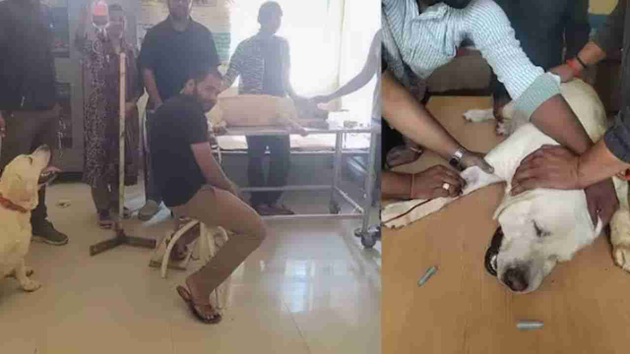 తీవ్ర రక్త స్రావంతో ఆస్పత్రిలో చేరిన ఆడ కుక్క.. రక్తదానంతో ప్రాణం పోసిన మరో శునకం