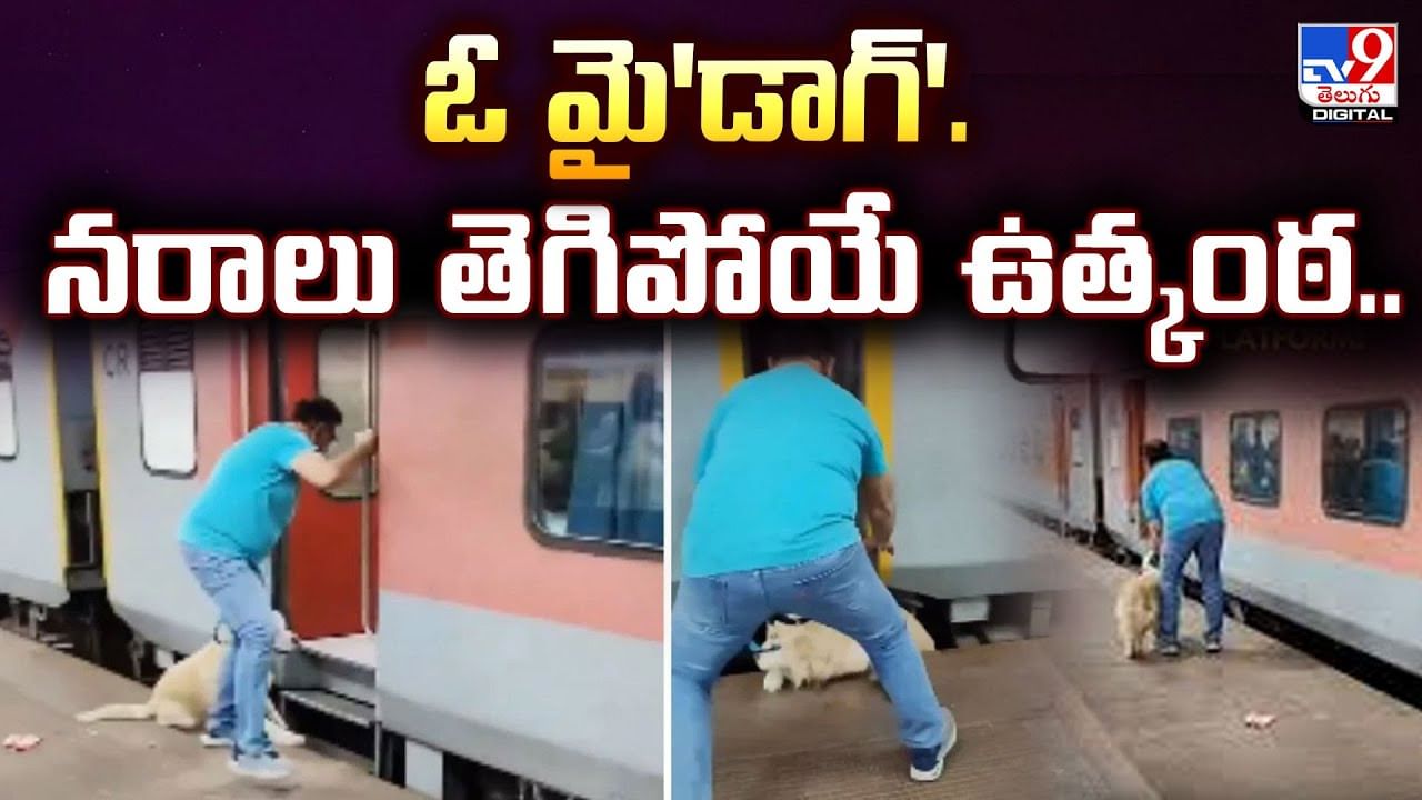 రైల్వేస్టేషన్‌లో ఊహించని ఘటన.. ప్లాట్‌ఫామ్‌ నుంచి జారి రైలు కిందపడ్డ కుక్క