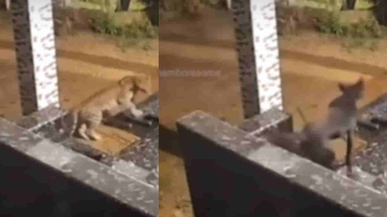 Viral Video: చిరుత పులిని ఓ కుక్క ఉరికిచ్చింది చూడూ... ఆ వీడియో చూస్తే వీర లెవెల్