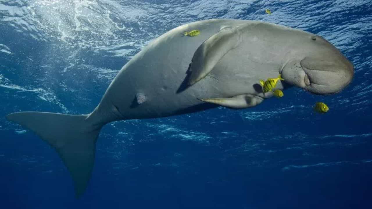 తమిళనాడు మన్నార్ గల్ఫ్‌లో డుగోంగ్‌ (Dugong)లు నివసిస్తాయి. వీటిని సముద్ర ఆవులు అని కూడా అంటారు. స్నార్కెలింగ్ చేస్తూ లేదా పడవలో తిరుగుతూ వీటిని మనం చూడొచ్చు. ఇక్కడ మీకు పగడపు దిబ్బలు, డాల్ఫిన్‌లు కూడా కనిపిస్తాయి.